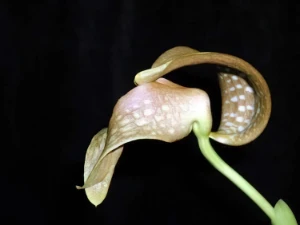 Bild von Bulbophyllum burfordiense 2